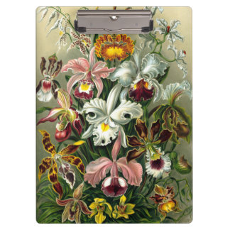 Ernst Haeckel's Orchidaceae Clipboard