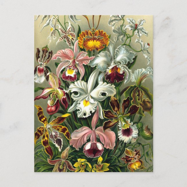 Ernst Haeckel's Orchidaceae Postcard (Front)