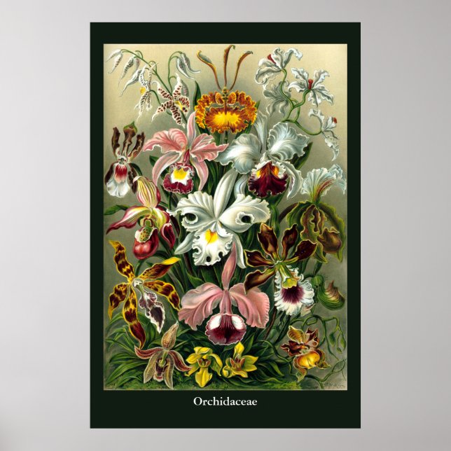 Ernst Haeckel's Orchidaceae Poster (Front)