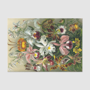 Ernst Haeckel's Orchidaceae Tissue Paper