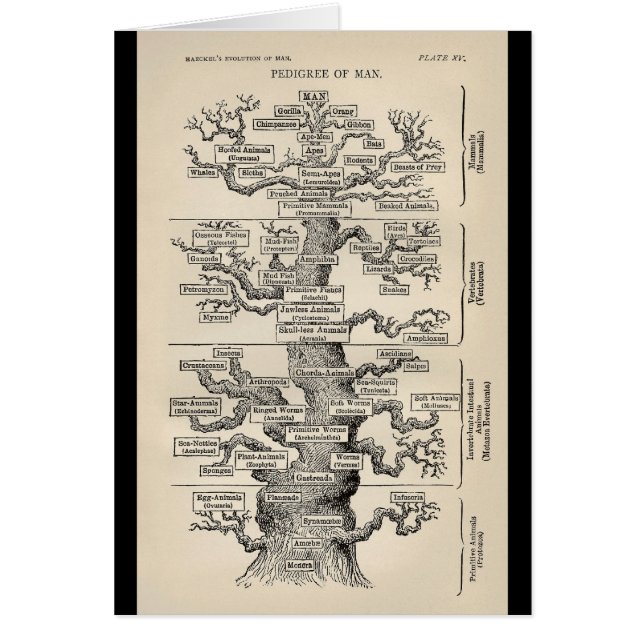 Ernst Haeckel's "tree of life" (Front)