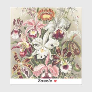 ErnstHaeckel Vintage Botanical Orchid Illustration