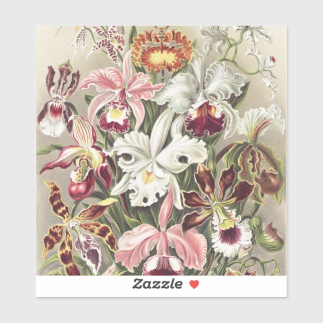 ErnstHaeckel Vintage Botanical Orchid Illustration (Sheet)