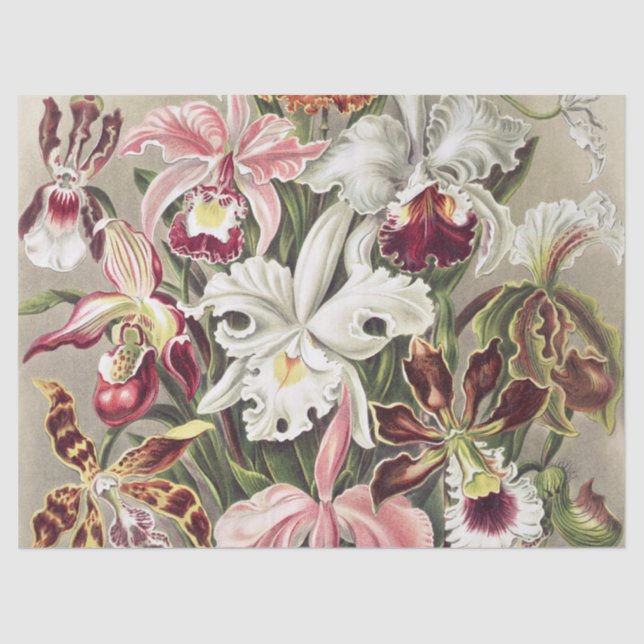 ErnstHaeckel Vintage Botanical Orchid Illustration Tissue Paper (Front)