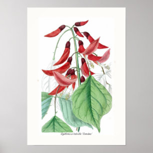 Erythrina x bidwillii 'Camdeni' Poster