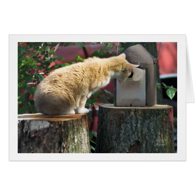 Es-tu à la maison ? demande au chat (Devant horizontal)