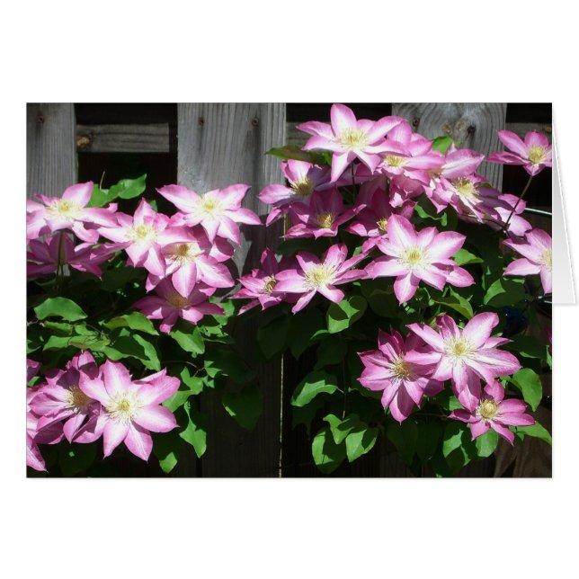Escalade Clematis Fleurs de printemps violettes (Devant horizontal)