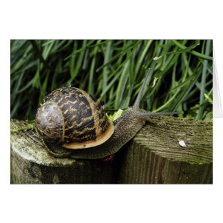 Escargot