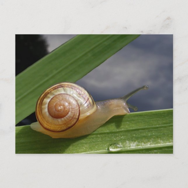 Escargot 96 ~ carte postale (Devant)