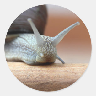 Escargot Classic Round Sticker