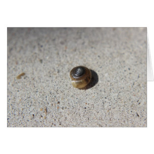 Escargot fol