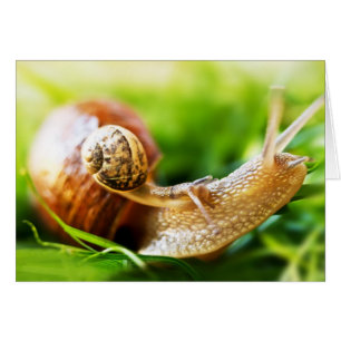 Escargots