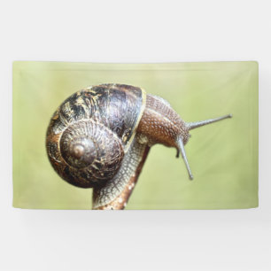 Escargots - The Rich Delight Banner