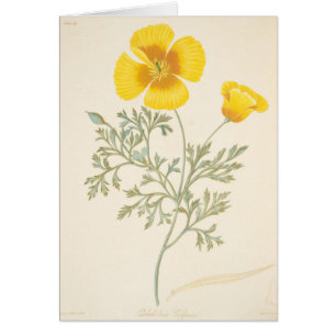 Eschscholtzia californien