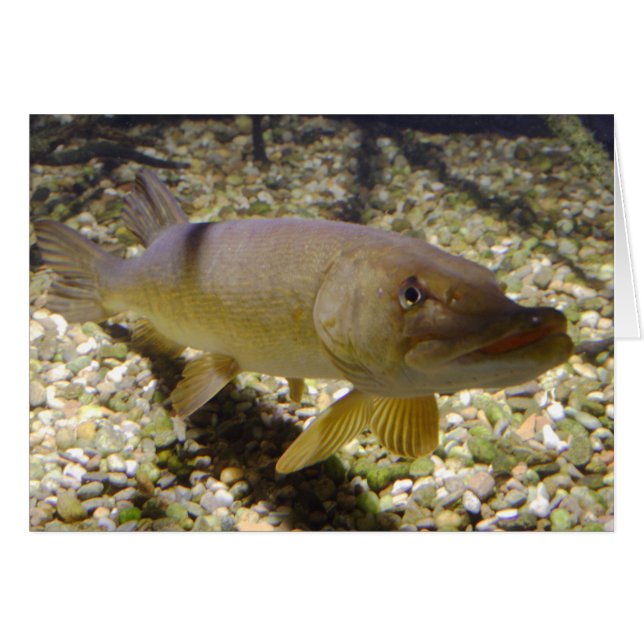 Esox lucius (Front Horizontal)