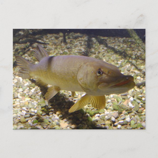 Esox lucius postcard (Front)