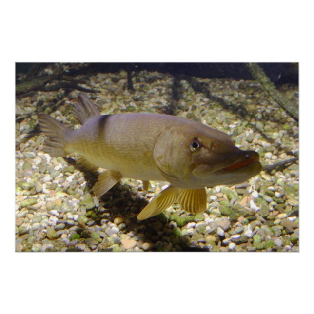 Esox lucius poster (Front)