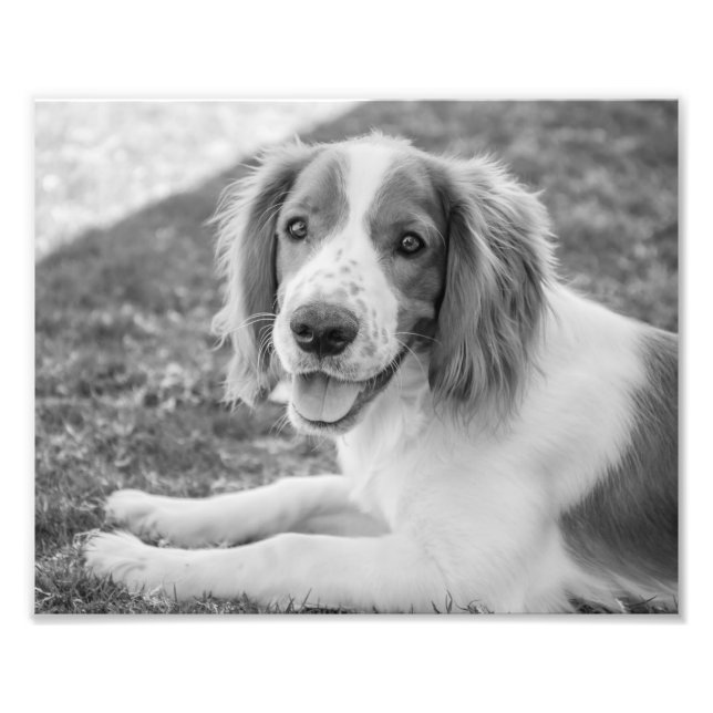 Espagnol Springer gallois - noir et blanc | Photo (Devant)