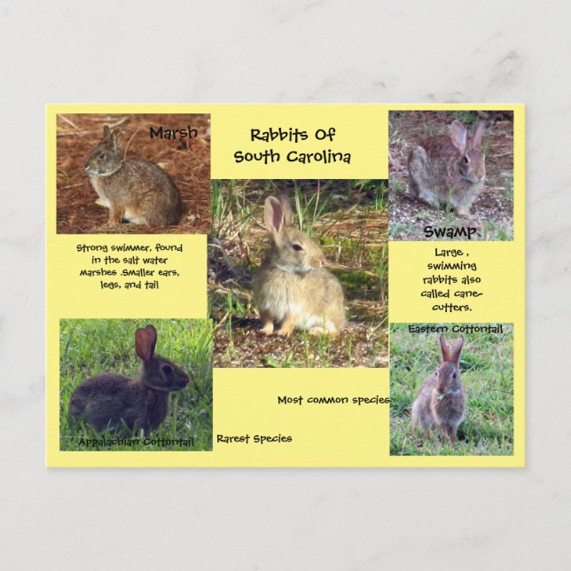 Espèces de lapin de Caroline du Sud Carte postale (Devant)