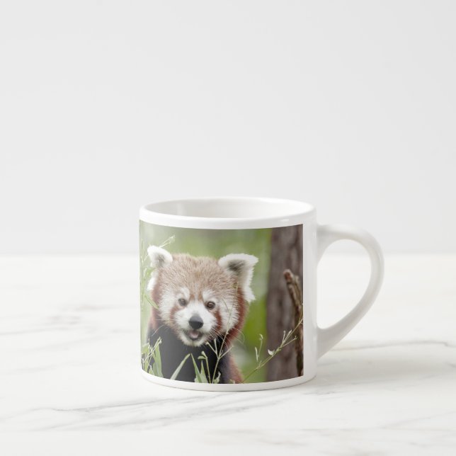 espresso cup Photo red panda. (Right)