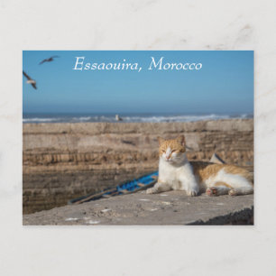 Essaouira, Morocco   Cat by the Sea Postcard