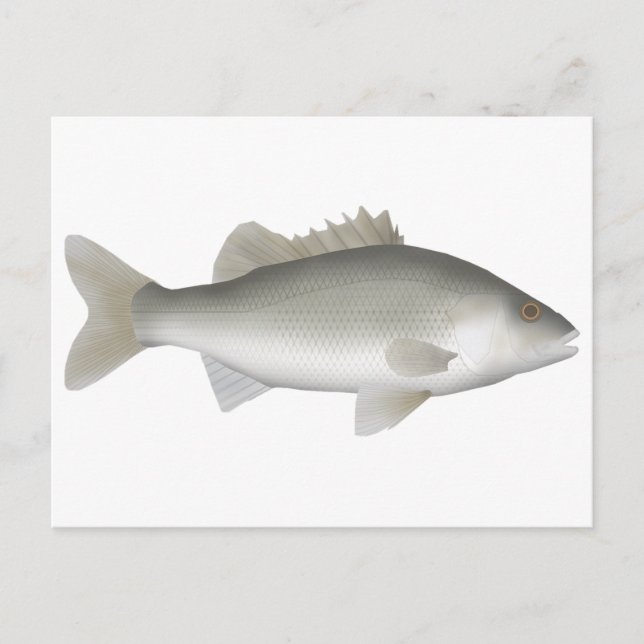 Estuary Perch Postcard (Front)