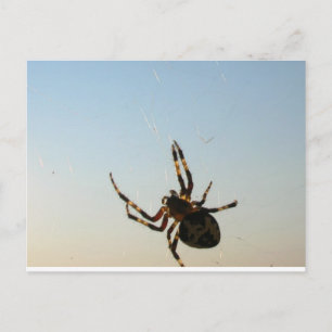 Et vers le bas Sat une carte postale Spider