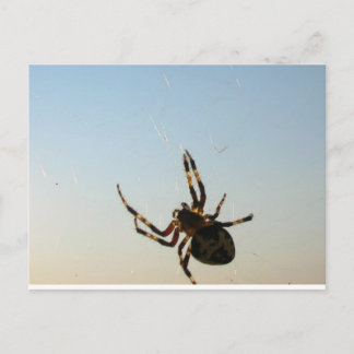 Et vers le bas Sat une carte postale Spider
