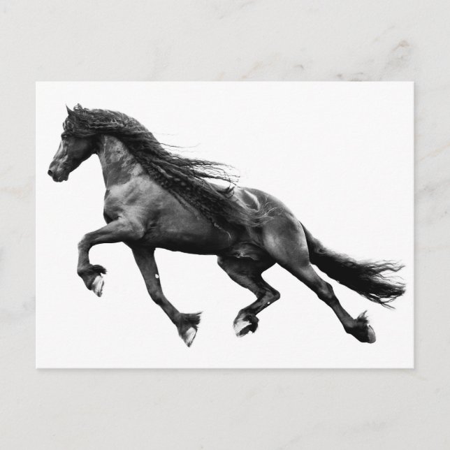 Etalon de frison noir - carte postale de cheval de (Devant)