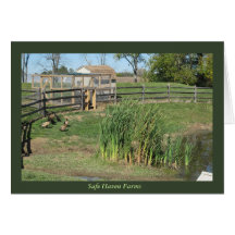 Étang de canard aux fermes d'asile sûr