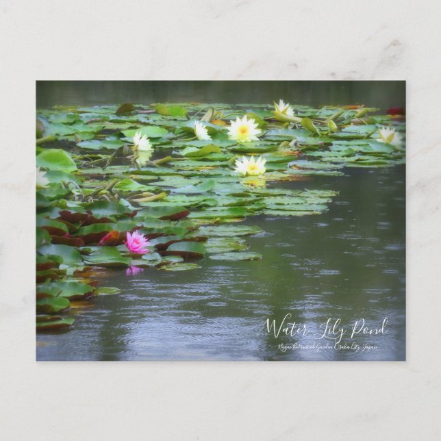 Etang Lily : Carte postale (Devant)