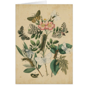 Étapes de la vie de papillon par le studio de