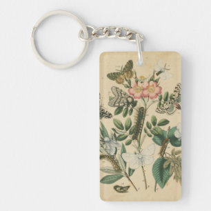 Étapes de la vie de papillon par le studio de