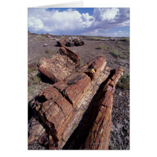 États-Unis, Arizona, Parc National de la Forêt Pet