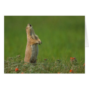 États-Unis, Dakota du Sud, Parc d'État de Custer