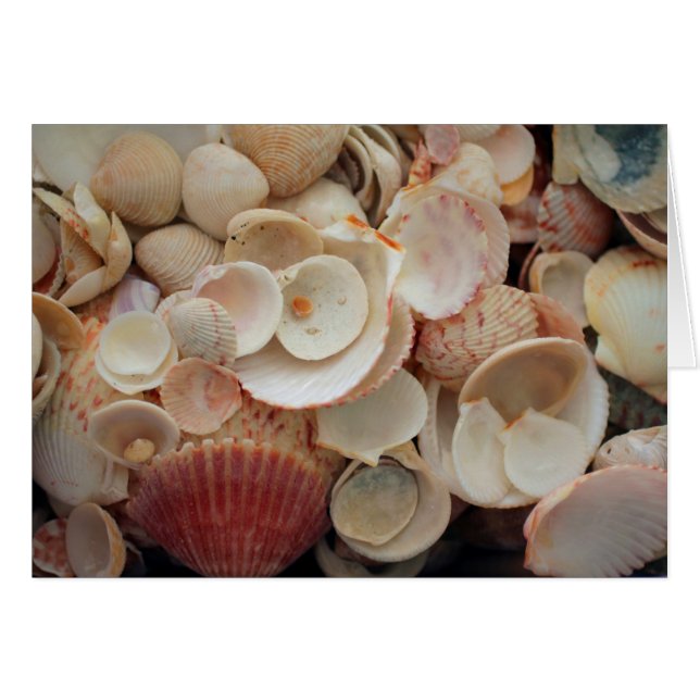 États-Unis, Floride. Gros Plan Sur Père Noël Rosa (Devant horizontal)