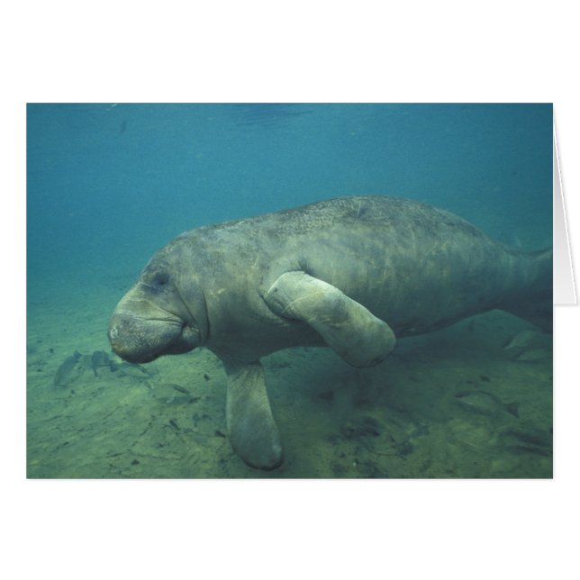États-Unis, Floride, Manatee (Devant horizontal)