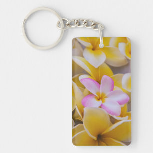 États-Unis, Hawaï, Oahu, Fleurs de plumeria en fle
