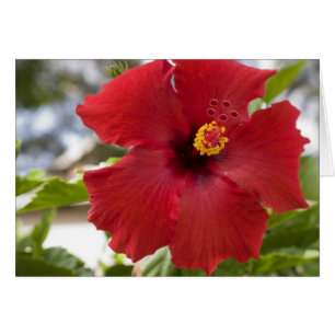 États-Unis, Hawaï, Oahu. L'Hibiscus est la