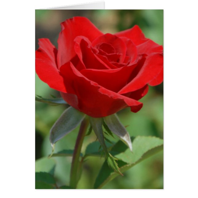 États-Unis, Kansas, Rose rouge (Devant)