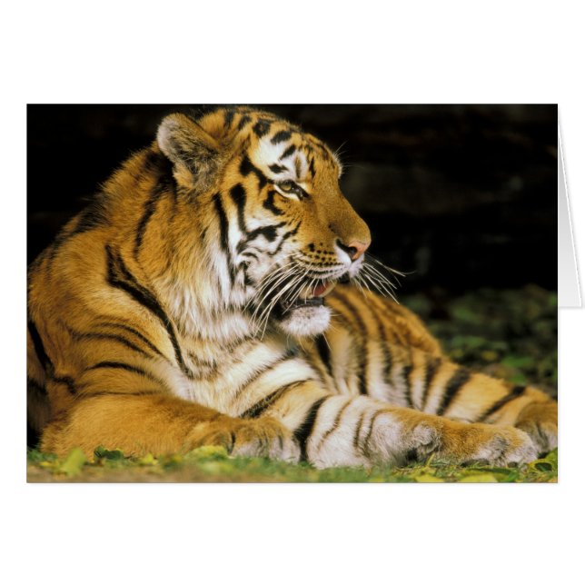 États-Unis, Michigan, Détroit. Zoo de Détroit, tig (Devant horizontal)