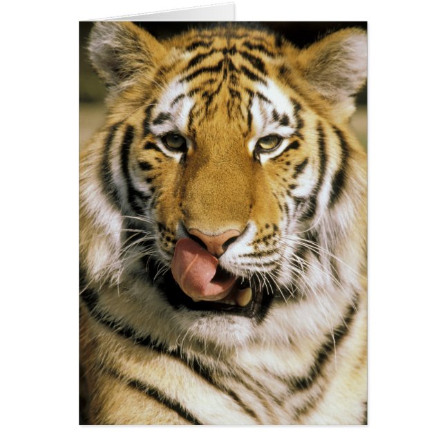 États-Unis, Michigan, Détroit. Zoo de Détroit, tig (Devant)