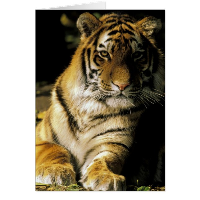 États-Unis, Michigan, Détroit. Zoo de Détroit, tig (Devant)