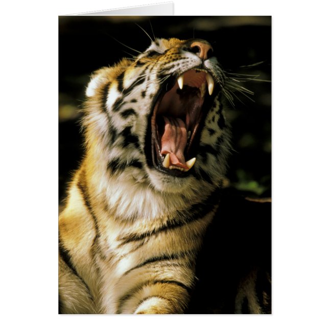 États-Unis, Michigan, Détroit. Zoo de Détroit, tig (Devant)
