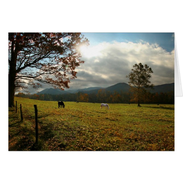 États-Unis, Tennessee. Horses in Cades Cove Valley (Devant horizontal)