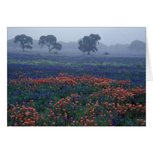 États-Unis, Texas, près de Lytle Brouillard, chêne