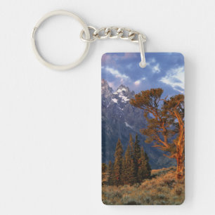 États-Unis, Wyoming, Grand Teton NP. Un cèdre soli