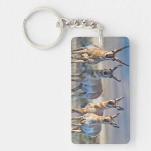 Etats-Unis, Wyoming, quatre dollars d'antilope Pro