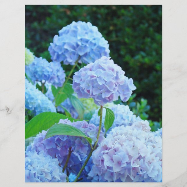 Été Blue Hydrangea Flower ScrapBook papier (Devant)