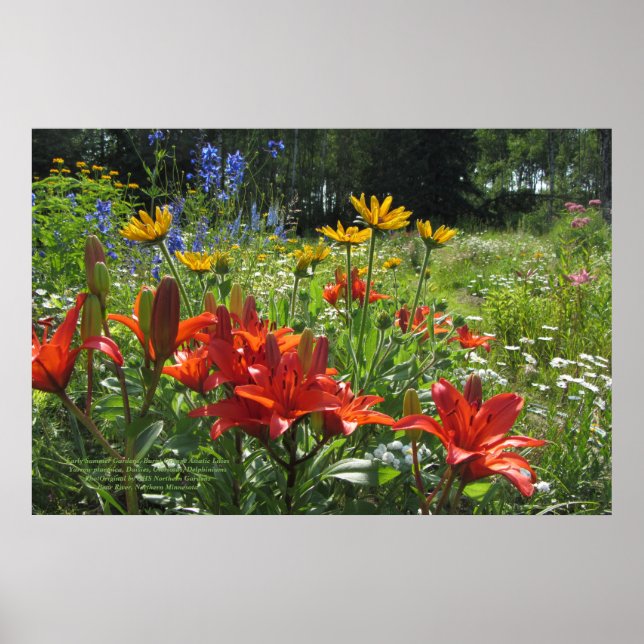 Été Brûlé Orange Lys Asiatiques 36x24 Poster (Devant)